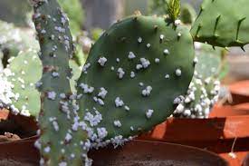 The prickly pear cactus is just among thousands of species of the now ubiquitous succulent plants. Can Prickly Pear Invasions Be Controlled By Cochineal Scale Insects Centre For Invasion Biology