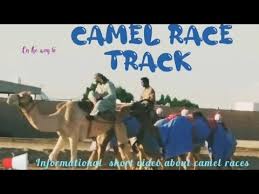The dubai camel racing club various dates until tue apr 2, 6.30am and 2.30pm. Camel Race Tracks Al Wathba Abudhabi Uae Sports Activities Abudhabi Uae On My Way To Camel Race Youtube