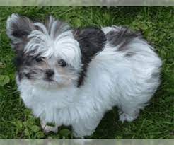 North of tampa airport) spring hill, fl 34608 phone: Puppyfinder Com Mi Ki Puppies Puppies For Sale Near Me In Florida Usa Page 1 Displays 10