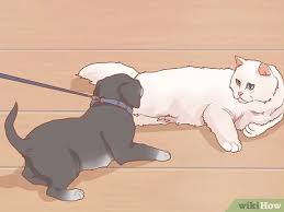 Maybe you would like to learn more about one of these? How To Introduce A New Puppy To The Resident Cat 15 Steps