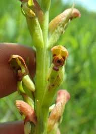 Image result for Disa brevicornis