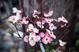 May 03, 2021 · the dutch amaryllys is an indoor exotic flowering plant native to some regions in southern africa and the united states. Nasami Farms A New England Mecca For Native Plant Lovers Gardenista