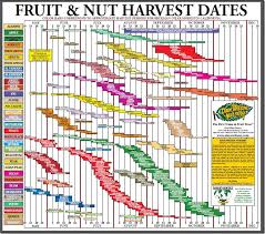 laurels garden fruit and nut harvest dates