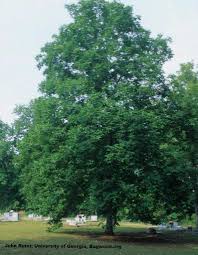 نتیجه جستجوی لغت [hickory] در گوگل