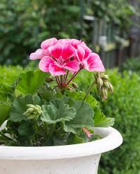 Image result for Geranium