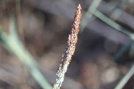 Image result for Panicum funaense