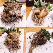 Rooted trees reflect the most basal ancestor of the tree in question. Do Cactus Roots Systems Grow Deep Indoor Plants World