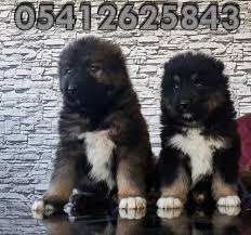 Kafkas Coban Kopegi Yavrusu 05412625853 Coban Kopegi Hayvanlar Kopek