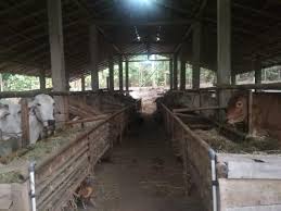 We did not find results for: Denah Kandang Sapi Limosin Kandang Sapi Potong Tentang Kolam Kandang Ternak Model Kandang Sapi Terbaik Dalam Memelihara Sapi Di Kandang Ada Beberapa Tipe Antara Lain Diikat Atau Dilepas Dalam Kendra Mcneely