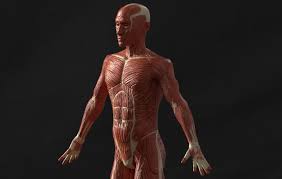 Human anatomy » musculoskeletal system » the muscles of the arm and hand. Lindsey Wekenman