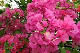 Petersburg, fl 33702 and 6095 haines road north st. File Bougainvillea James Walker 1zz Jpg Wikimedia Commons