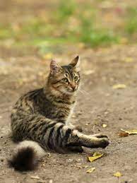 16 Pics Stray Cat Photos Brown Long Hair Cat With Small Eyes Bengal Cat Kitten Bengal Cat Cats