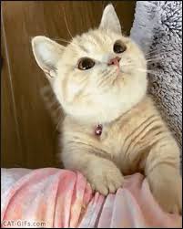 Https Encrypted Tbn0 Gstatic Com Images Q Tbn And9gctonopx2thzetaabyjwrjwtvki1vc1688j7bq Usqp Cau
