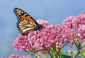 How to harvest milkweed seeds…fluff be gone! How To Choose The Best Milkweeds For Monarchs In Your Garden
