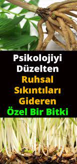 pin on sifali bitkiler
