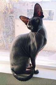 Tumblr Sphinx Cats Were Selectively Bred For Baldness Dark Brown Gray And W Hayvan Sphynx Sfenks