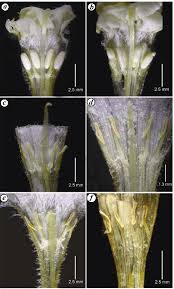 Image result for Rhamphicarpa