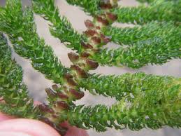 Image result for Hydrostachys