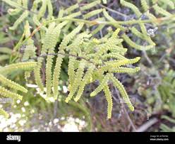 Image result for Gleichenia polypodioides