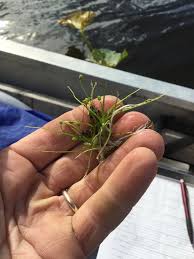 Image result for Subularia