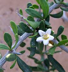 Image result for Lycium mascarenense