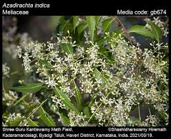Image result for Meliaceae