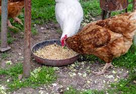 There are a few plants where the fruit is fine to eat but the leaves are toxic, such as the tomato plant. The Definitive List Of Chicken Treats What Can Chickens Eat