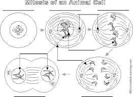 Animal Cell Mitosis Label Me Printout Mitosis Animal Cell Map Activities