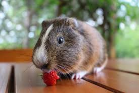 Check spelling or type a new query. Can Guinea Pigs Eat Strawberries What You Need To Know Pet Keen