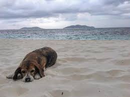 Daisy Our Island Dog Sleeping On The Sand During A Passing Storm Without A Care In The World Marine Life Instagram Island