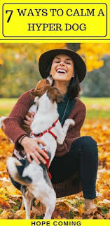 Get directions, reviews and information for pets r us veterinary hospital in palmdale, ca. Pets R Us Near Me The Y Guide