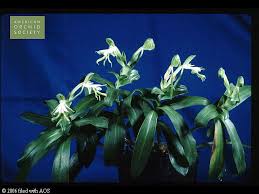 Image result for Bonatea steudneri