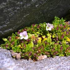 Image result for Veronica abyssinica