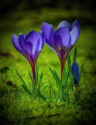 Purple Blue Crocus Spring Bulb Flowers Flower Photo Photography Krasivye Rozy Fioletovye Cvety Pervocvety