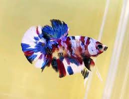 Ikan cupang plakat koi membawa keberuntungan | lukas blog. Red Koi Galaxy Ikan Cupang Ikan