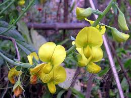 Image result for Crotalaria spectabilis