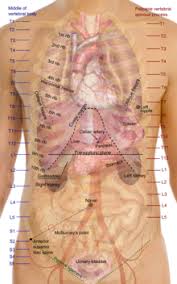 Posterior to the rib cage b. Torso Wikipedia
