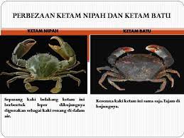 Saat mencari kepiting di tambak udang sistem tradisional. Perbezaan Antara Ketam Nipah Dan Ketam Ketam Nipah Segar Facebook
