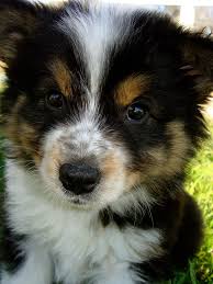 High energy, needs to be able to run. Pin On Baby Animals