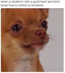 During An Argument Me He S Making Some Good Points Me To Me Cry So You Can Win Funny Animals Funny Animal Pictures Funny Pictures