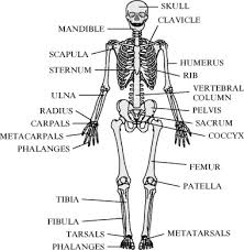 Introductory categorization and display of diagrams of the 206 bones in the human body. Anatomy And Physiology Sciencedirect