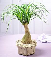 Same with some of the other common herbs. Pony Tail Palm Non Toxic To Cats Dogs Pony Tail Palm Plants Palm Tree Plant