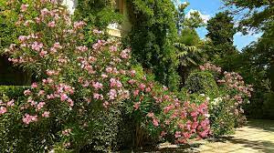The highly unusual flowers take the form of three curled petals of deep waxy maroon, set against a backdrop of distinctive bright green leaves. 9 Best Fast Growing Shrubs For Your Garden Horticulture