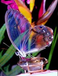 570 ideas de Mariposas en 2026 | mariposas bonitas, fotos de mariposas, imagenes de mariposas