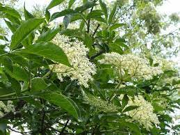 Vistose infiorescenze composte da piccoli fiori bianchi o rosati. Albero Fiori Bianchi Grappolo La Robinia Diario Di Campagna