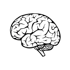 Human Brain Vector Outline Illustration Of Human Brain On White Background Affiliate Vector Outli Brain Illustration Brain Drawing Outline Illustration