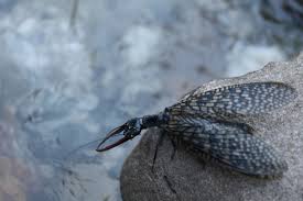 In fact, all insects are animals, and pretty much anything that's not a plant, fungus, bacterium, virus, or protist is an animal too. The Behemoth Of The Microcosm Acanthacorydalis Fruhstorferi Insect Museum Of West China Google Arts Culture