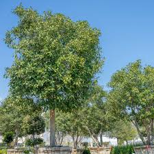 Image result for Ficus chirindensis