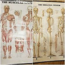 Vtg 1983 The Skeletal System Anatomical Chart By Anatomical