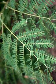 Image result for Acacia brevispica
